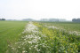 Bloemrijke akkerranden - Waterschap De Dommel