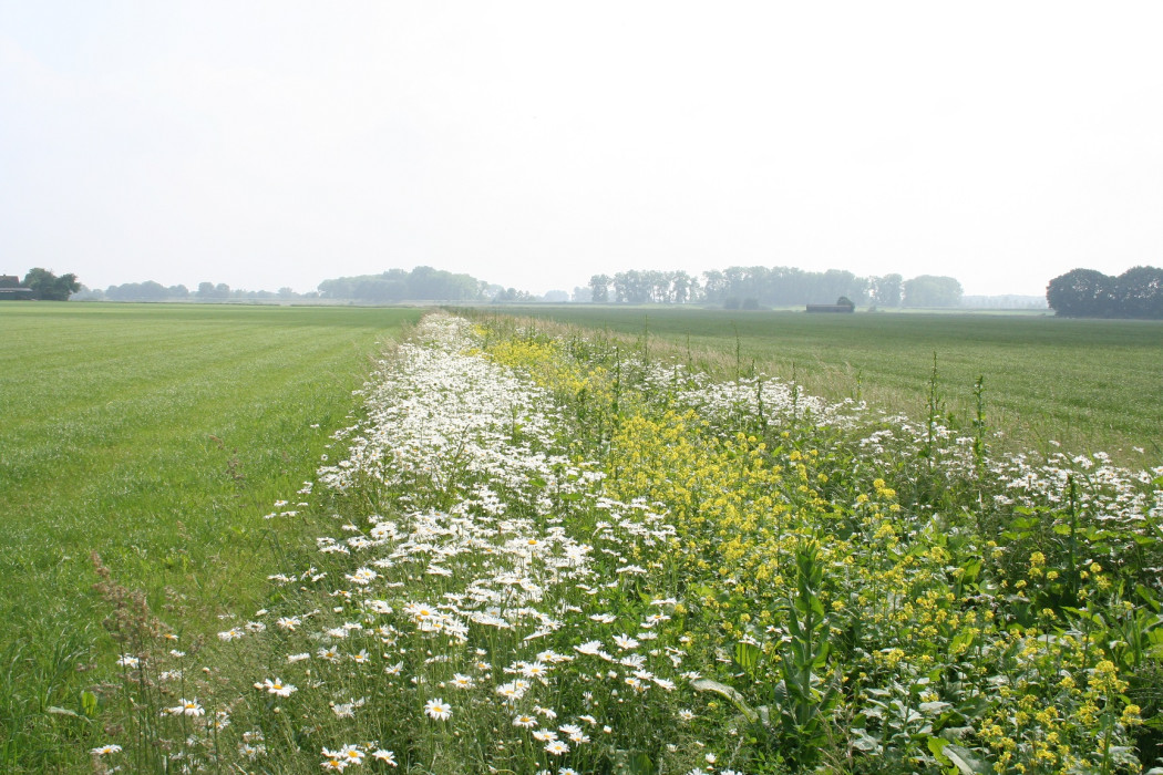 Bloemrijke akkerranden - Waterschap De Dommel