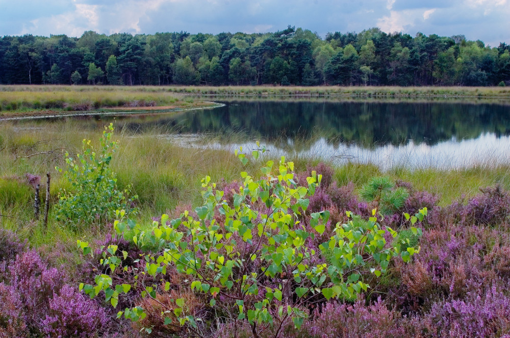 Braakhuizensche Heide