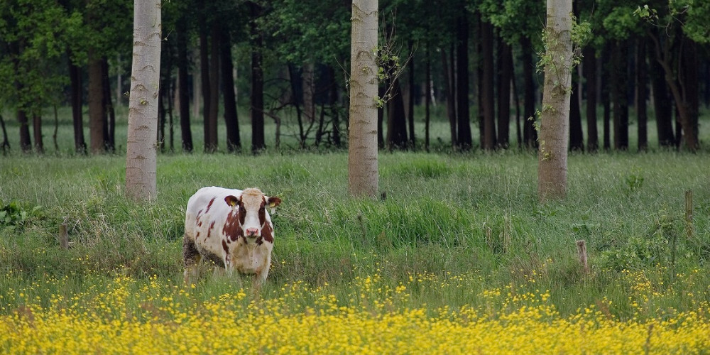 De Brand - Huub Smeding