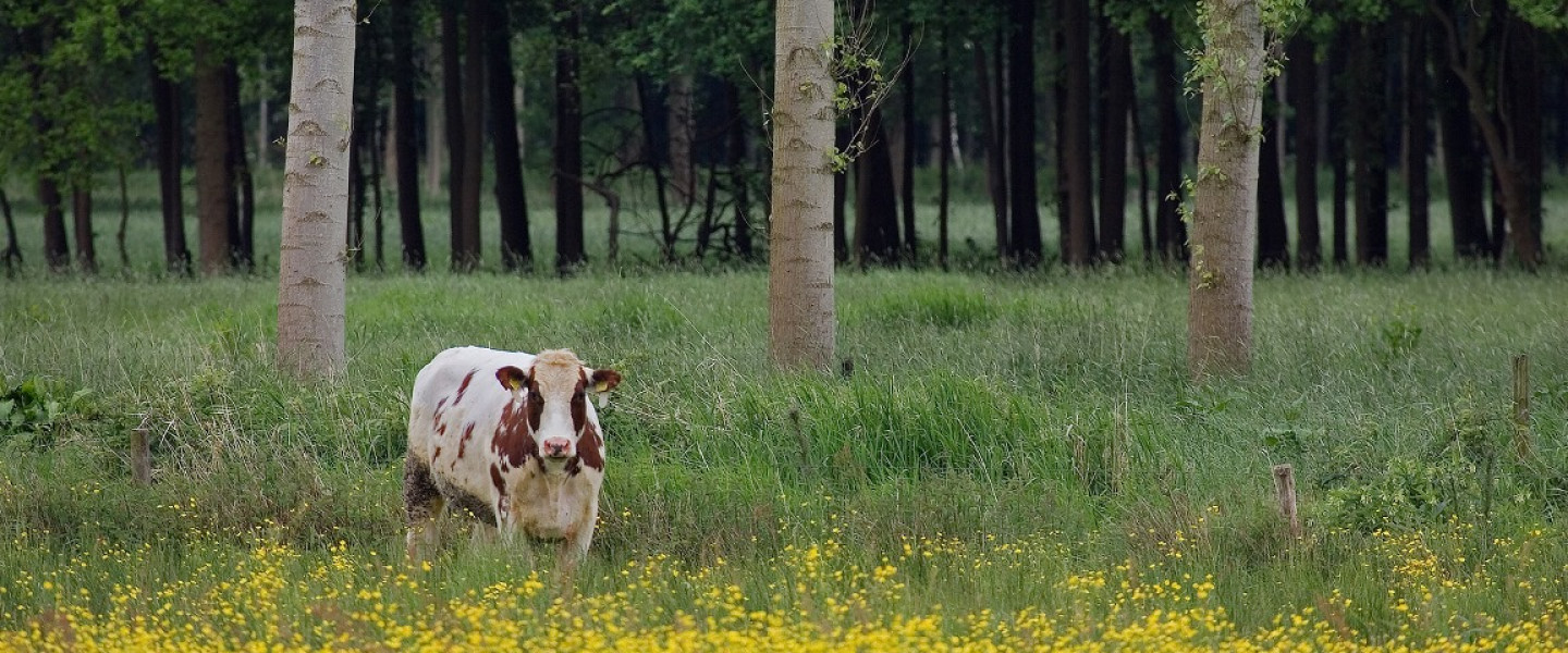 De Brand - Huub Smeding