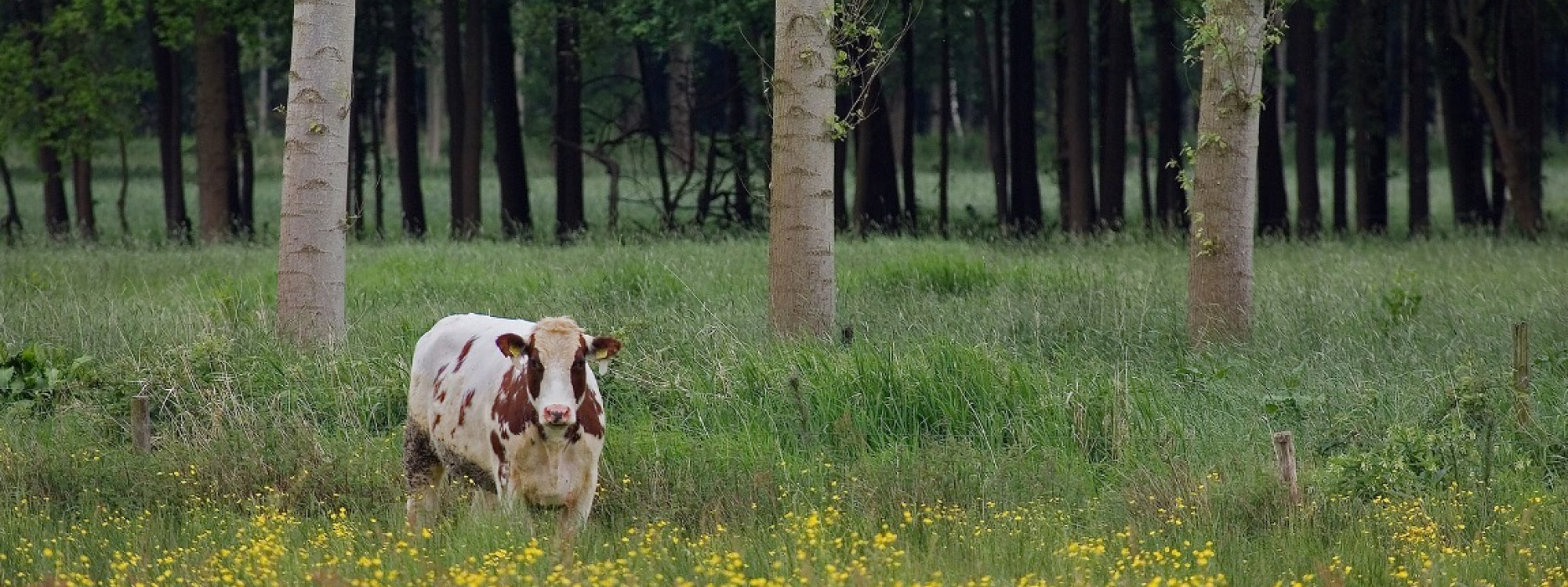De Brand - Huub Smeding