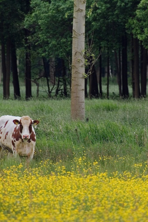 De Brand - Huub Smeding