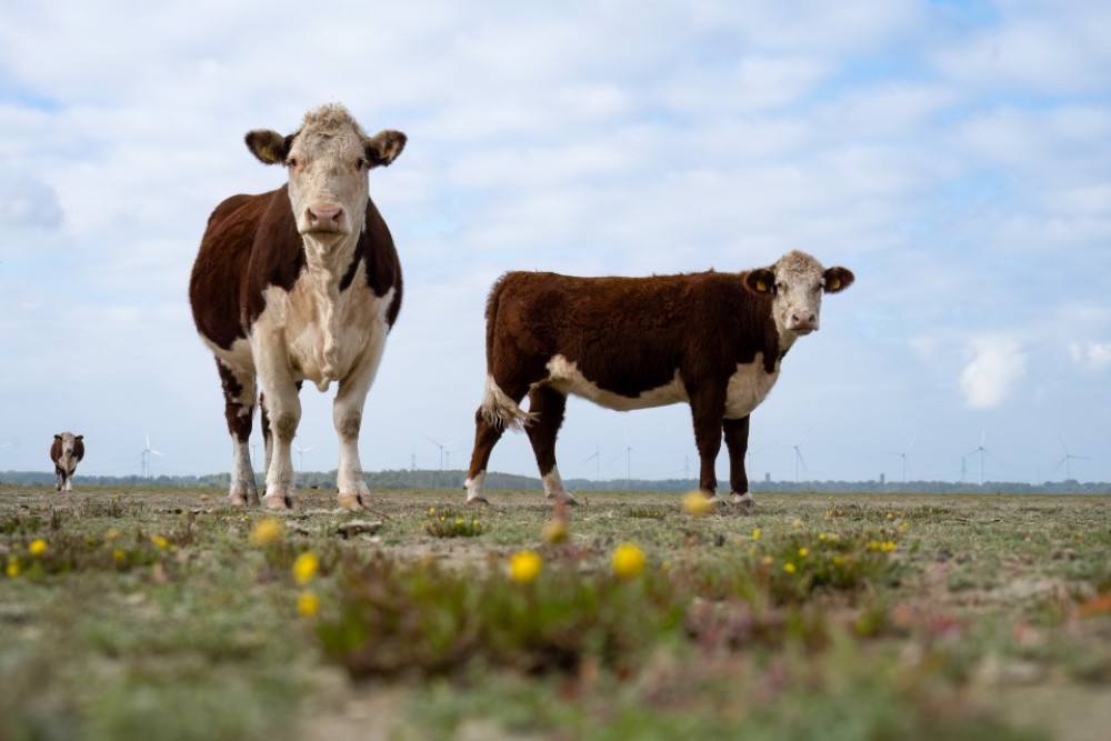 Herefords in het Markiezaat