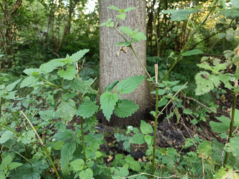 Vraatsporen edelhert brandnetel