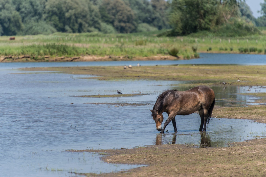 Exmoorpony bij het water in Keent - James van Leuven