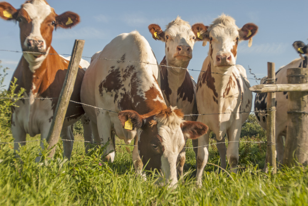 Koeien in de wei - Dick Klees