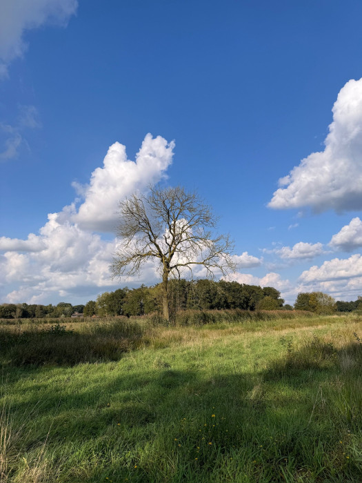 Grasland in het Reuseldal