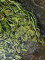 Drijvende waterweegbree Reusel