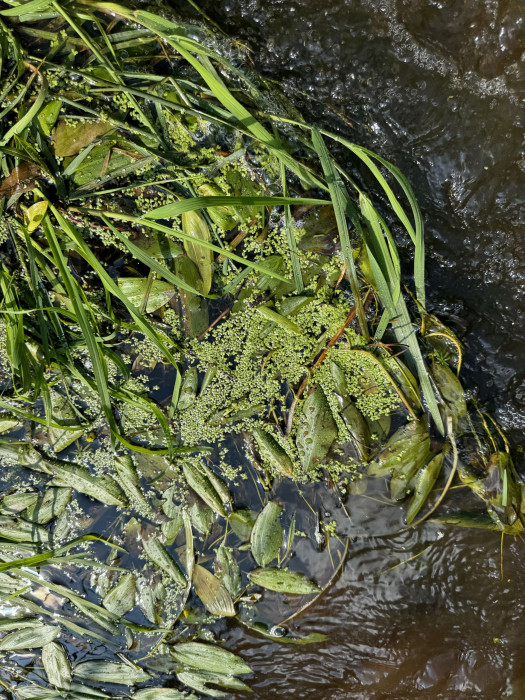 Drijvende waterweegbree Reusel