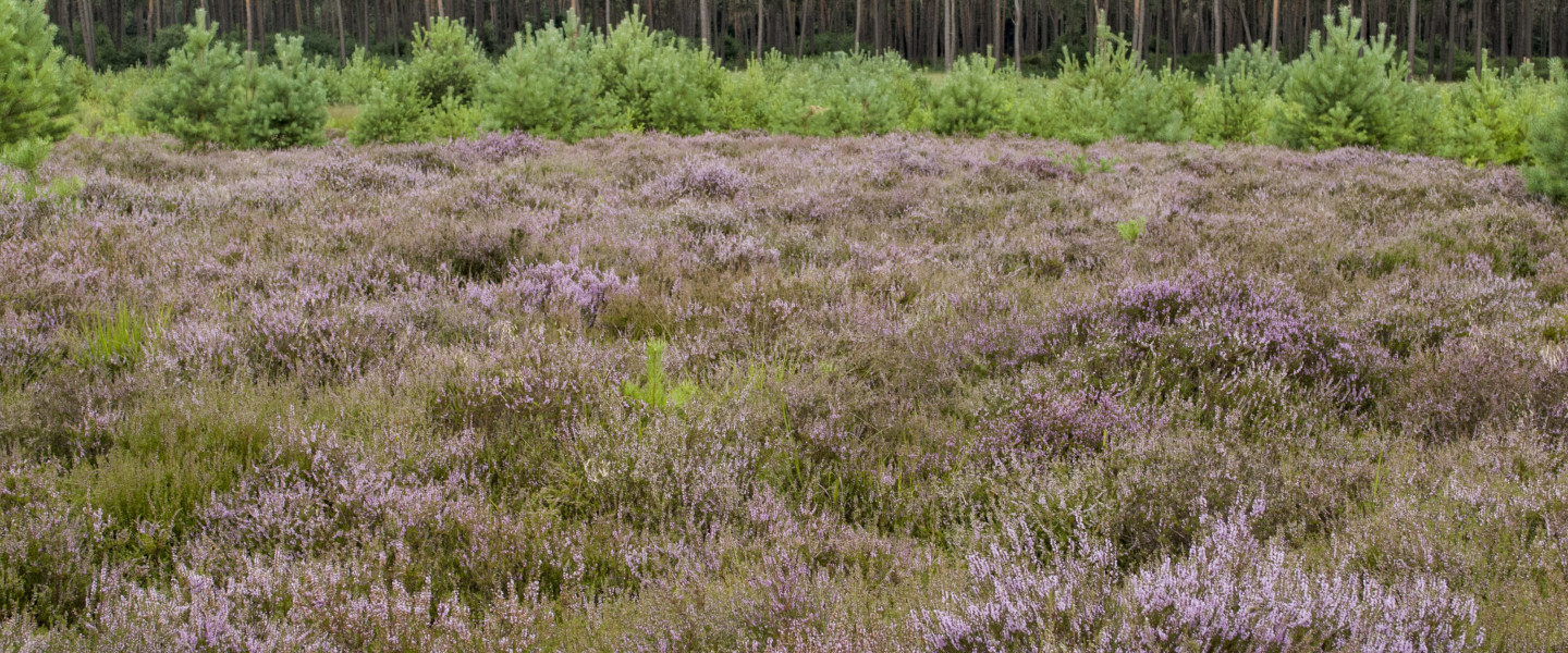 Rovertsche Heide