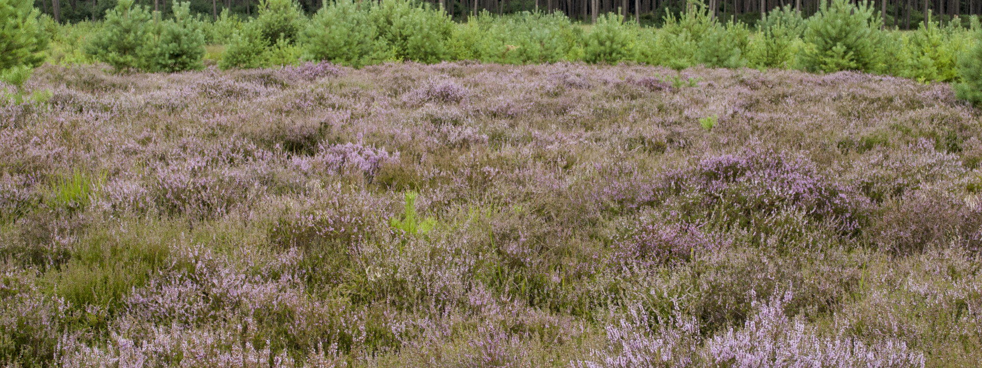 Rovertsche Heide