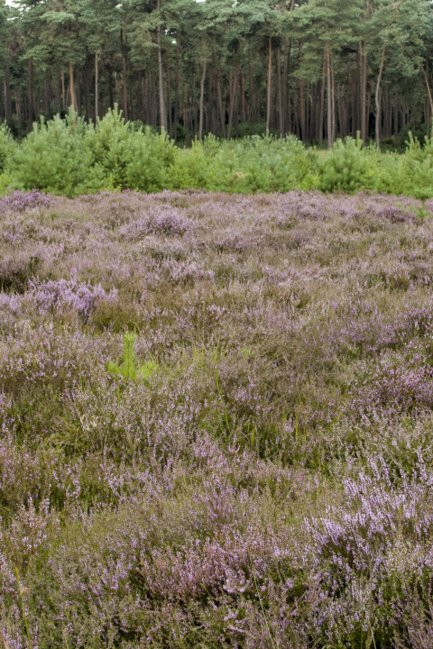 Rovertsche Heide