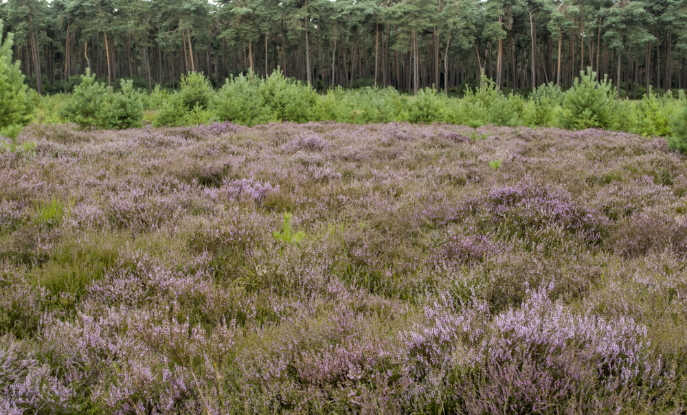 Rovertsche Heide