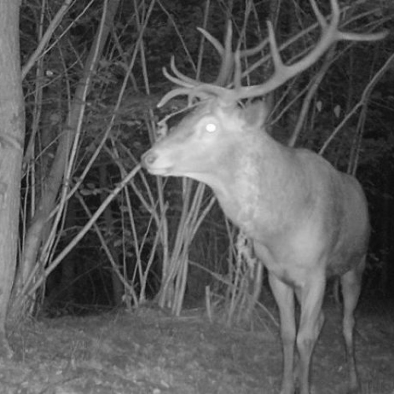 Hert op wildcamera