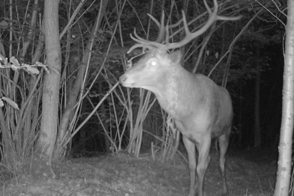 Hert op wildcamera