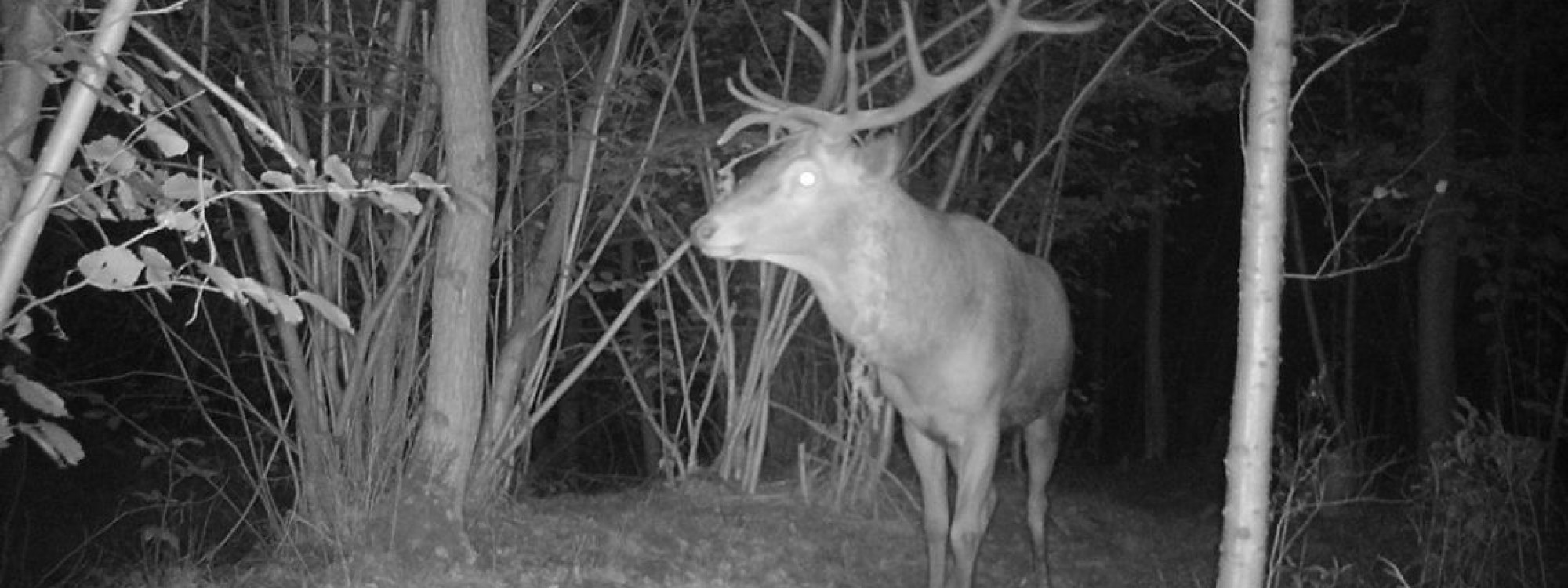 Hert op wildcamera