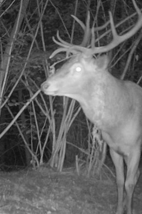 Hert op wildcamera