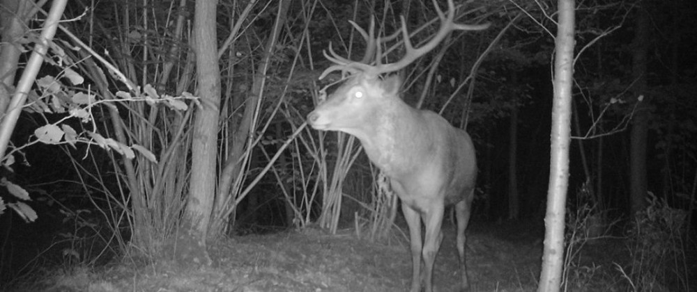 Hert op wildcamera