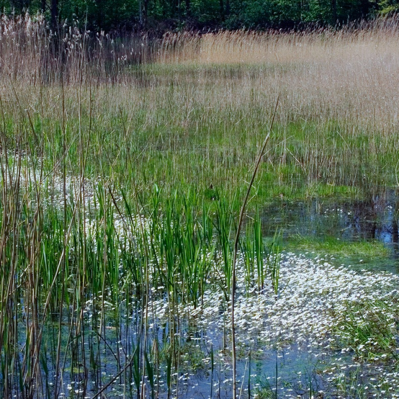 Nuenens Broek - Huub Smeding