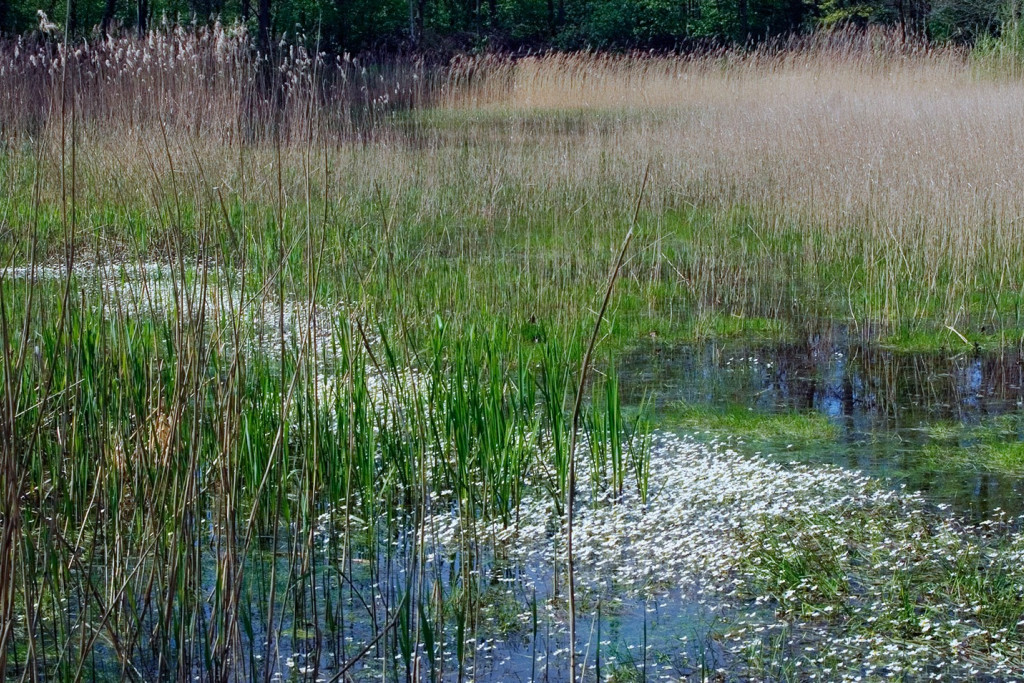 Nuenens Broek - Huub Smeding