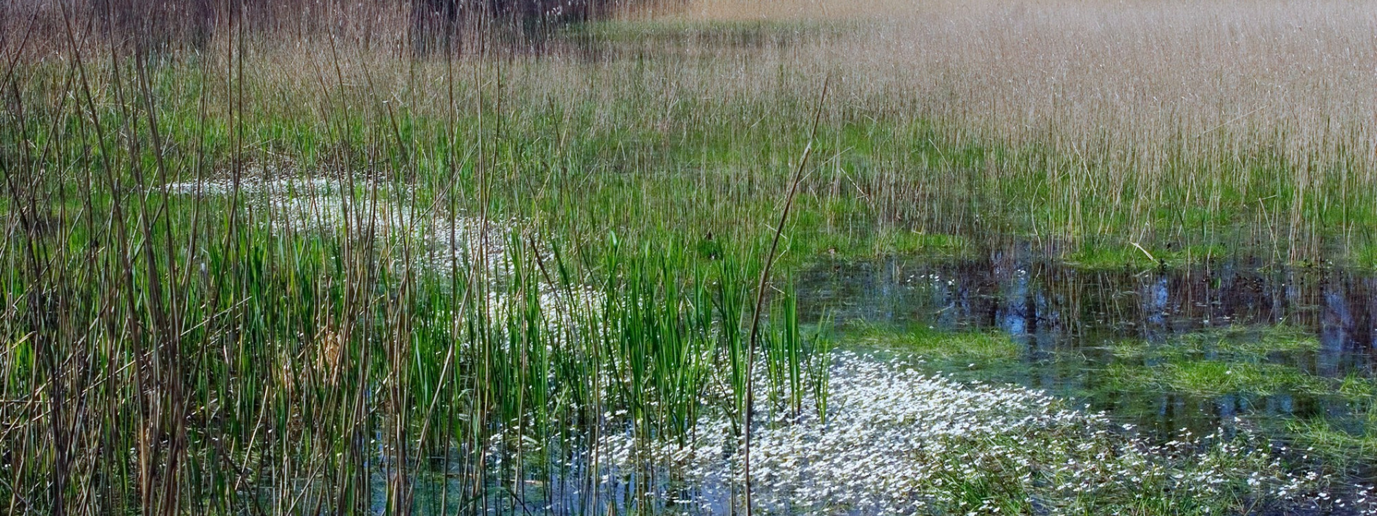 Nuenens Broek - Huub Smeding