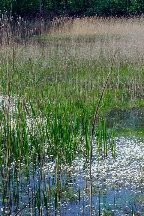 Nuenens Broek - Huub Smeding