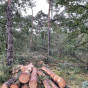 Bosbeheer Stratumse Heide