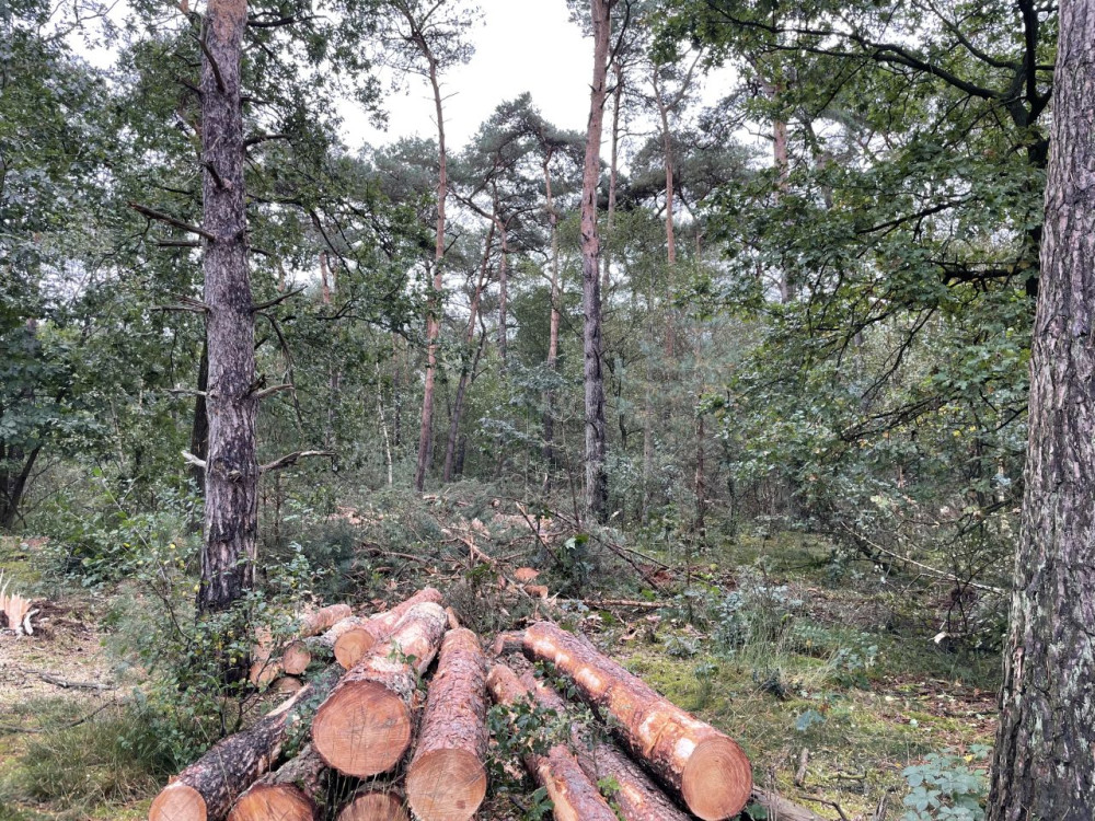 Bosbeheer Stratumse Heide