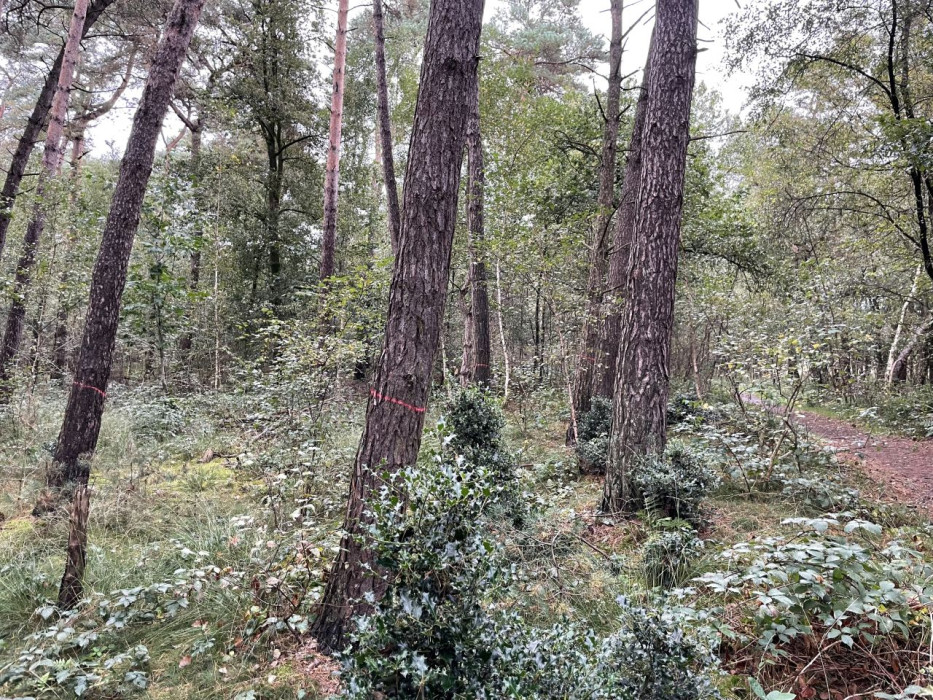 Bos Stratumse Heide