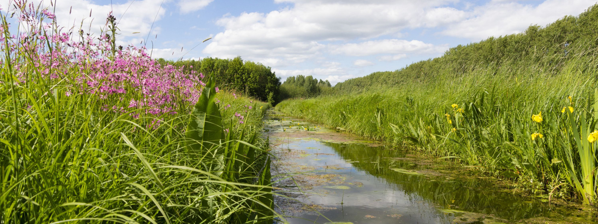 Pompveld Bart Poertzgen