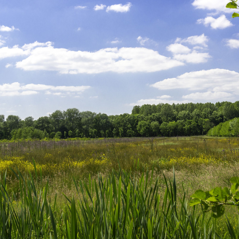 Pompveld Doorkijkje