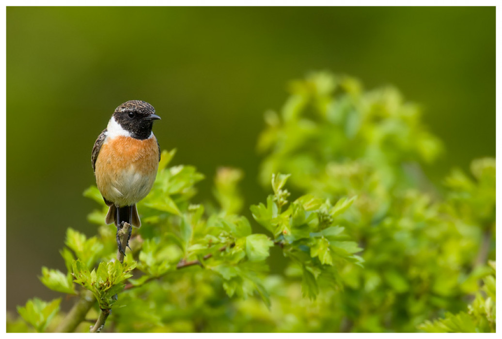 MH Common Stonechat V2A5123