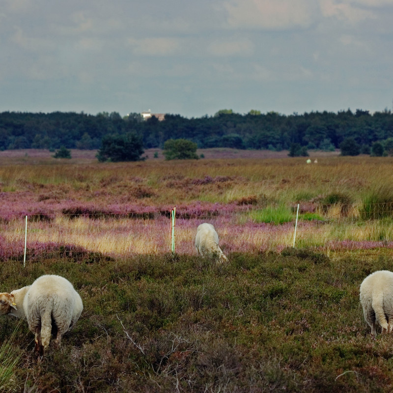 Schapen op de Regte Heide - Huub Smeding