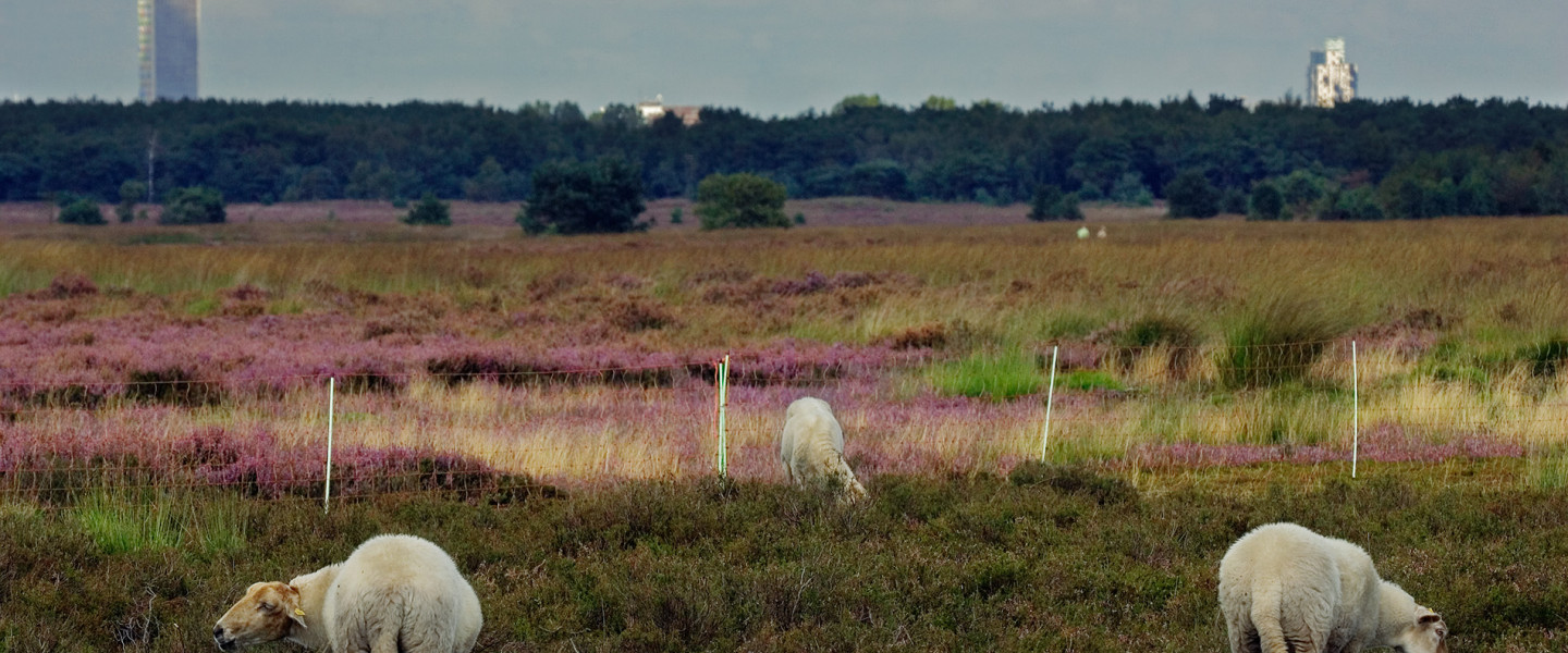 Schapen op de Regte Heide - Huub Smeding