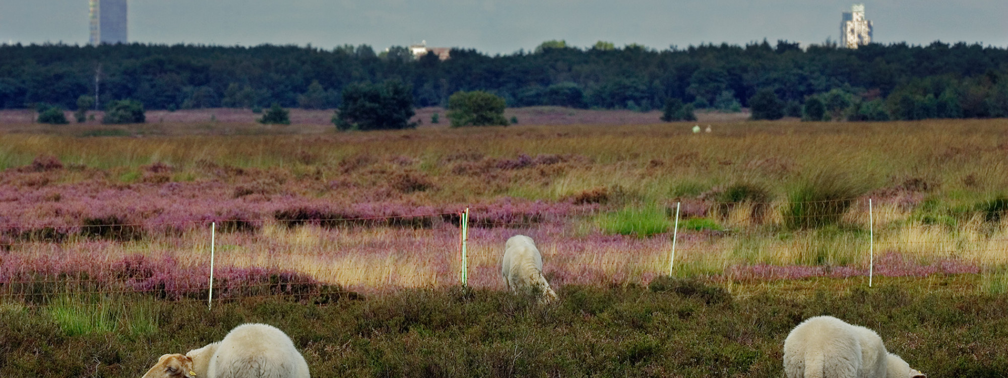Schapen op de Regte Heide - Huub Smeding
