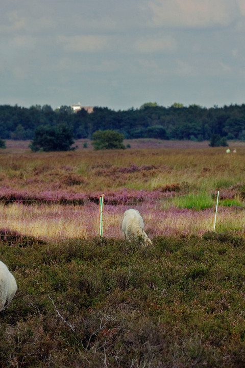 Schapen op de Regte Heide - Huub Smeding