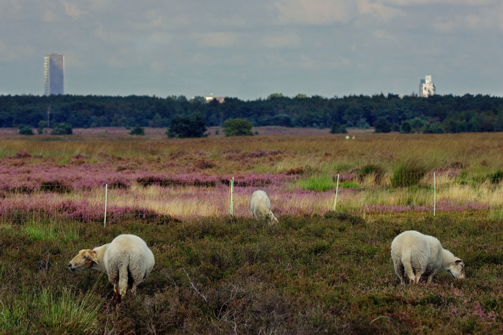 Schapen op de Regte Heide - Huub Smeding