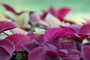 Tuinplanten Landgoed Mattemburgh - James van Leuven