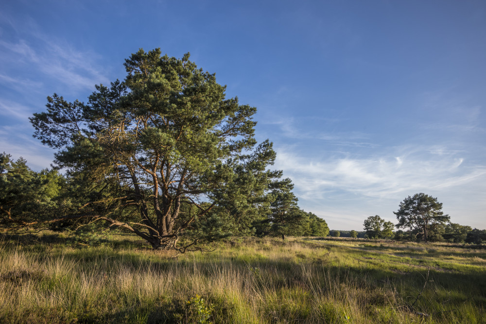 Vergraste heide met pijpenstrooitje - James van Leuven