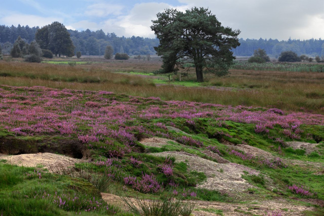 regte heide beekdal 9911 0032