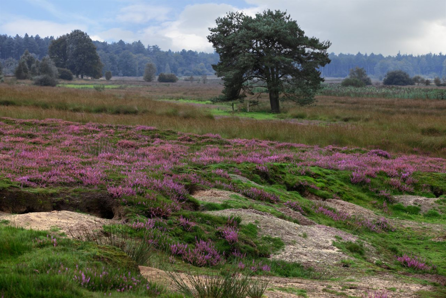 regte heide beekdal 9911 0032