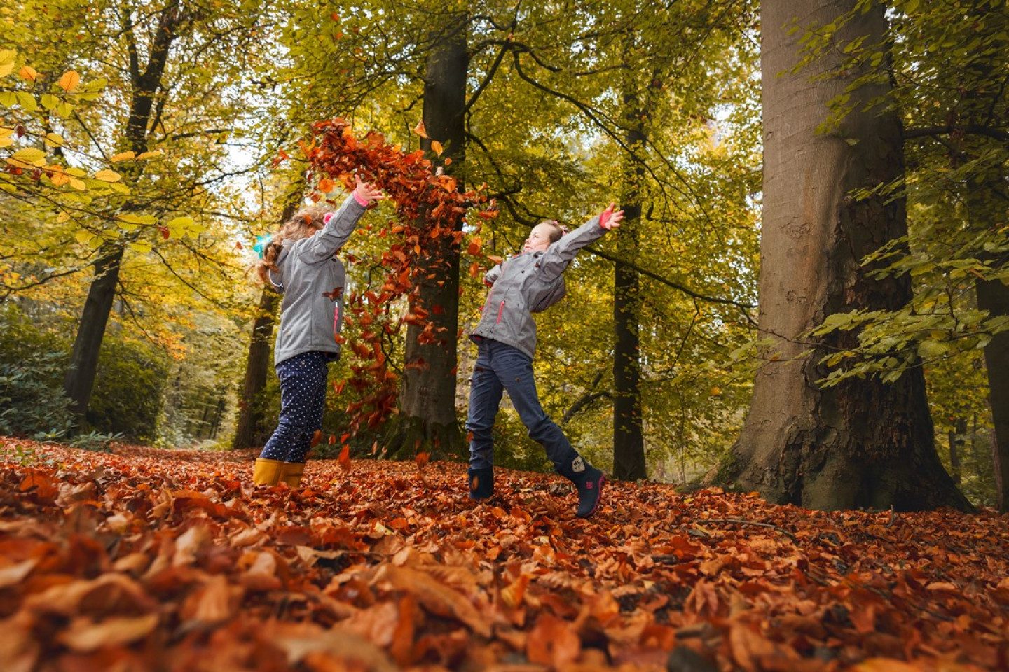 Herbertusbossen Herfstpret A0A4713 hires - Onbekend