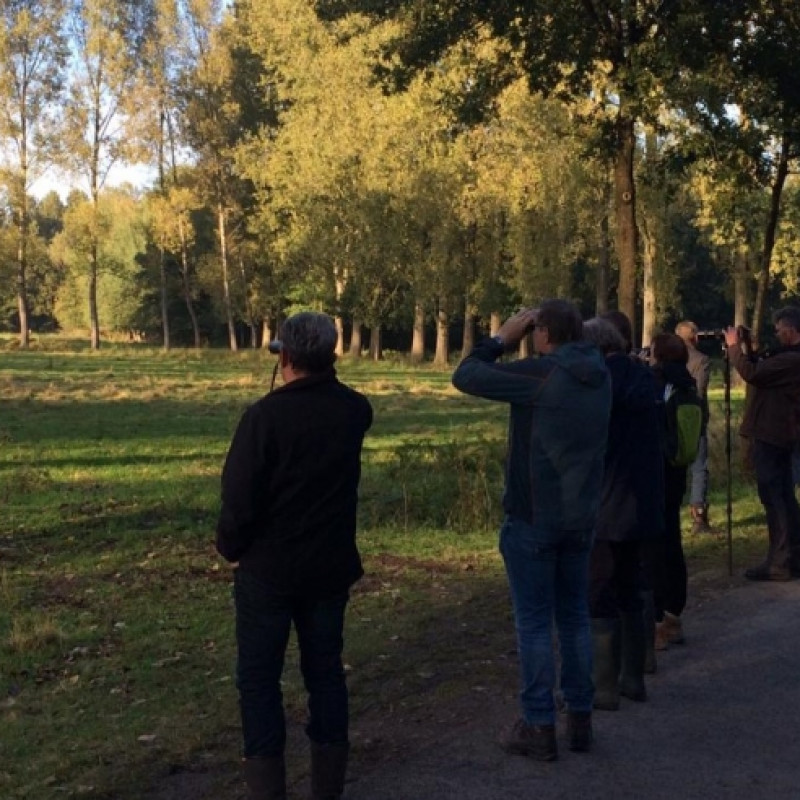 Herten en hindes langs de edelhertenboulevard 