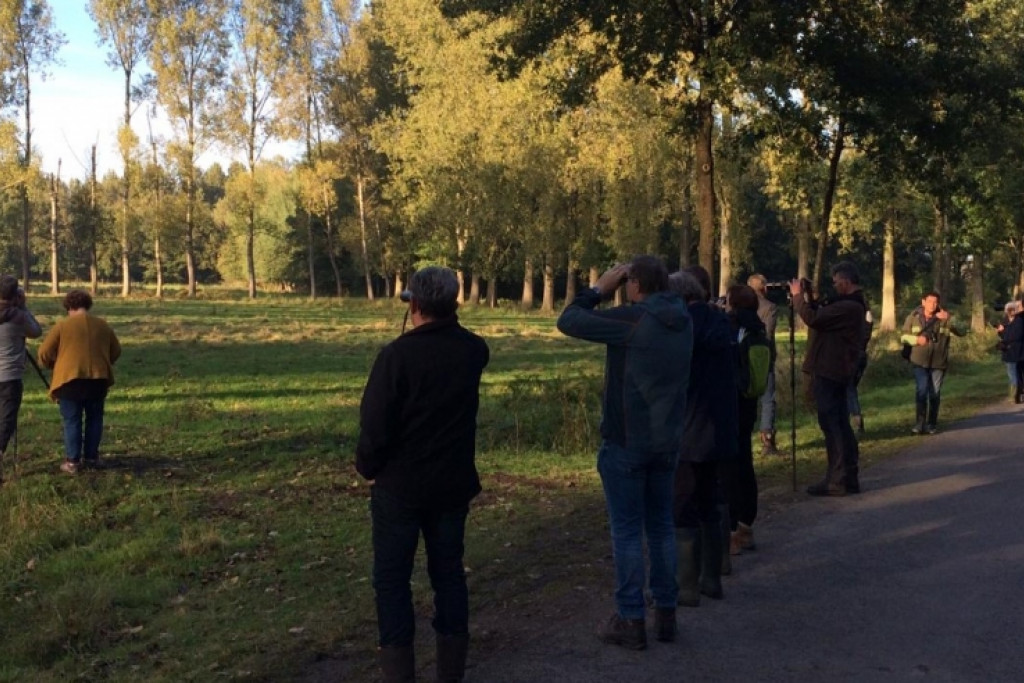 Herten en hindes langs de edelhertenboulevard - Brabants Landschap