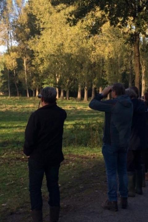 Herten en hindes langs de edelhertenboulevard - Brabants Landschap