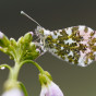 MH Orange Tip MG 3554