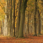 landschapherfst