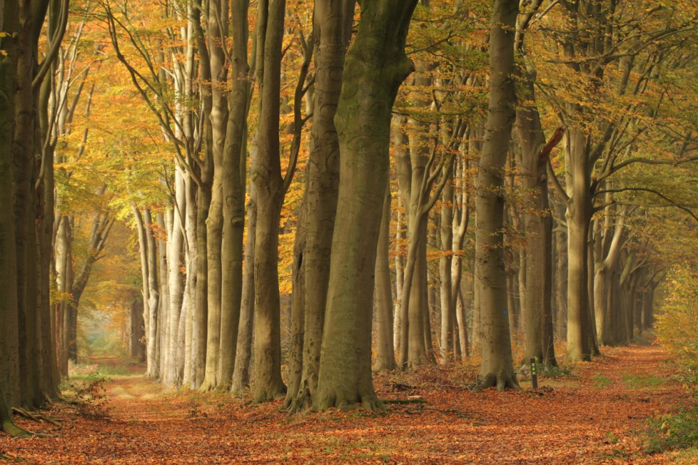 landschapherfst