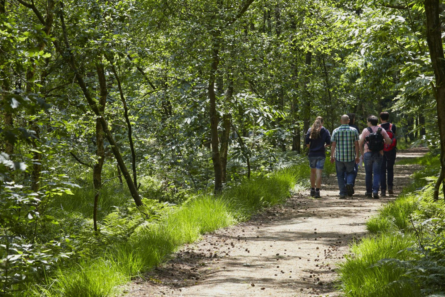 B HP Pannenhoef 150615PNH 2804